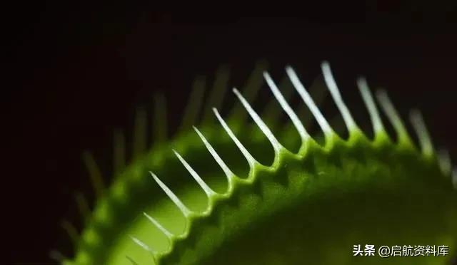 bbc纪录片life鸟类,bbc纪录片生命life7集