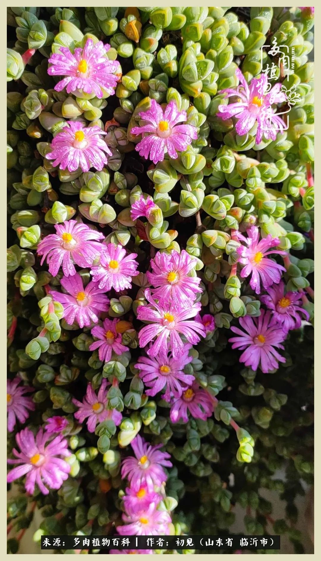 和多肉植物相伴,和多肉相处的心情