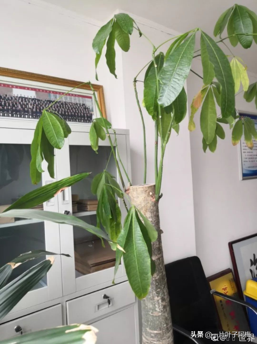 5个植物最招财,能开花又好养的植物又有寓意