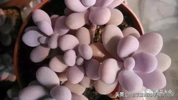 365种多肉图谱大全,365种鲜花图册大全