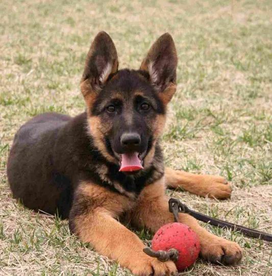 温柔的中亚牧羊犬,温柔的黑犬