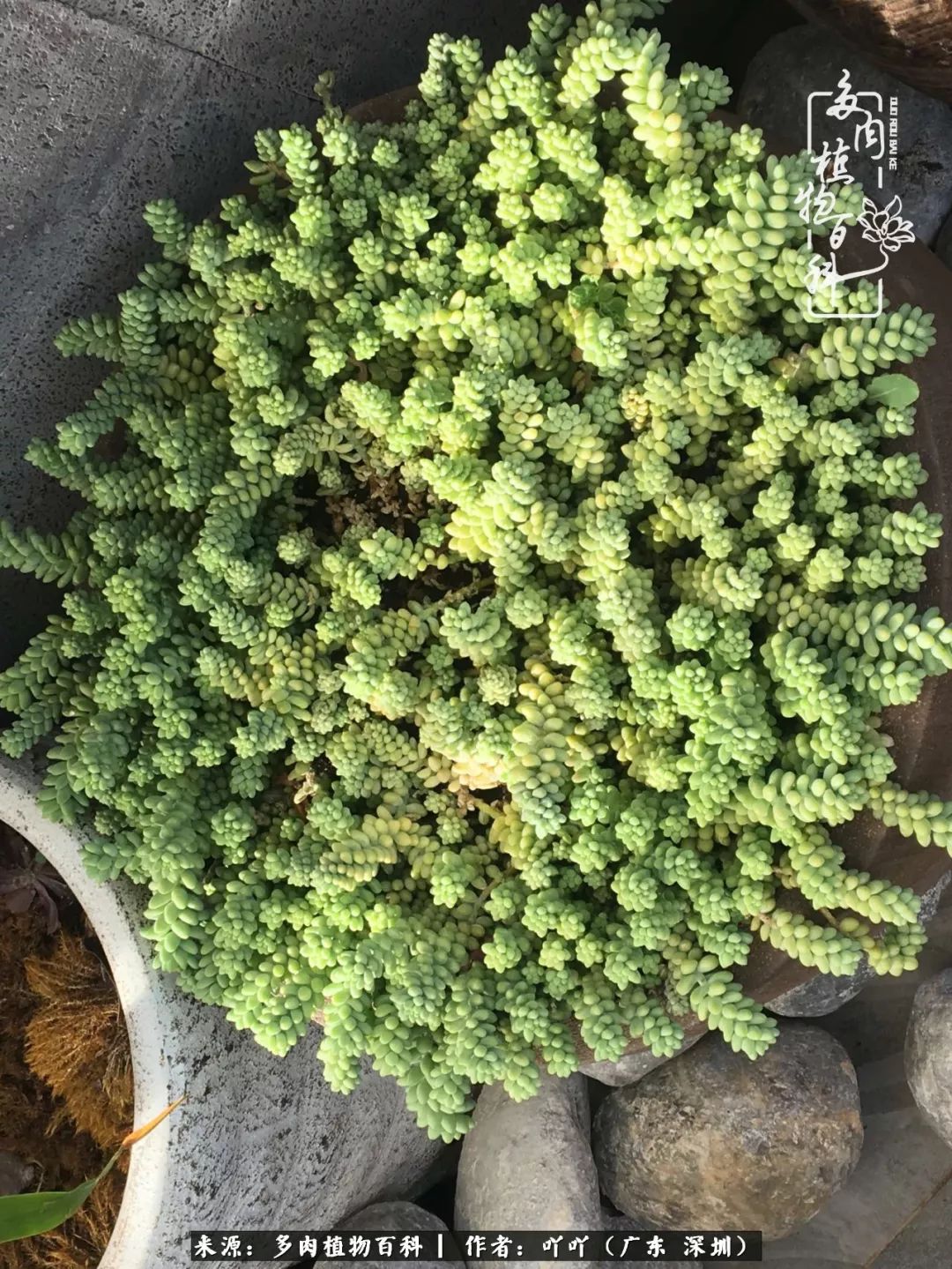 涓冨僵浜戝崡澶氳倝,浜戝崡澶氳倝涔嬫梾