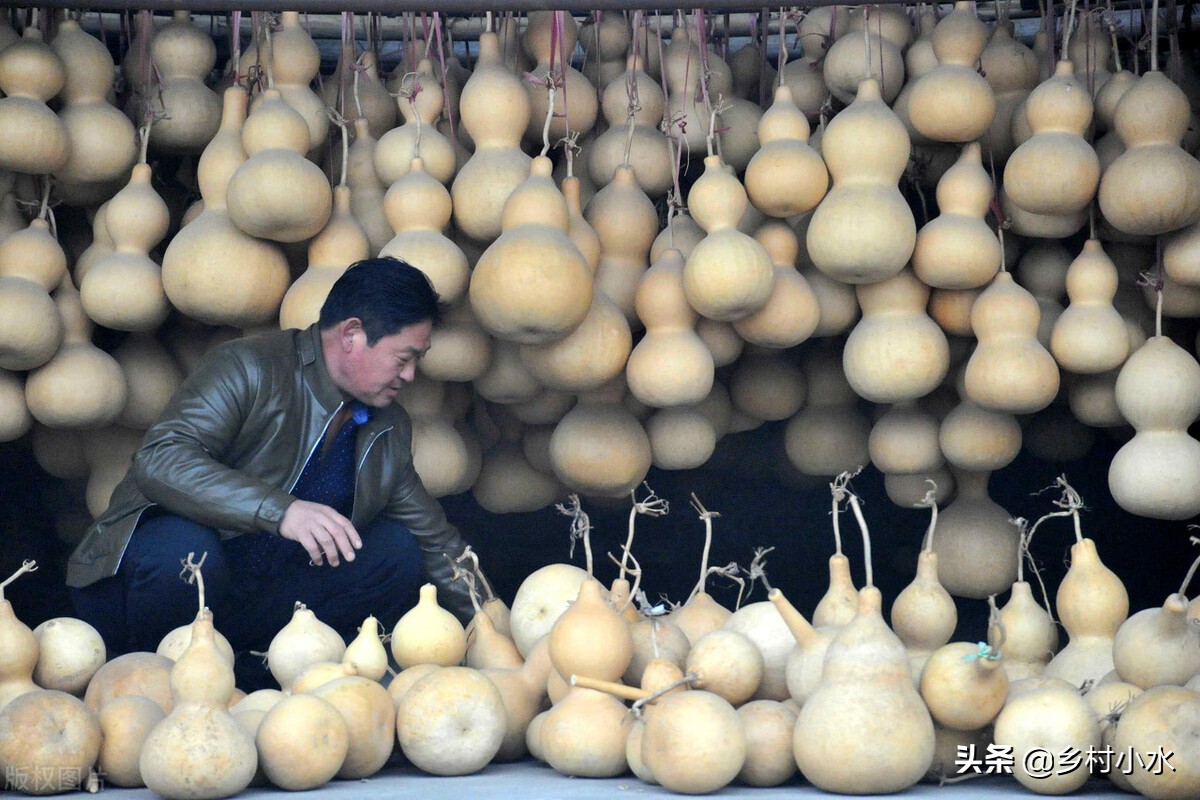 种植的葫芦在家里放几个好,种植葫芦对风水有好处吗