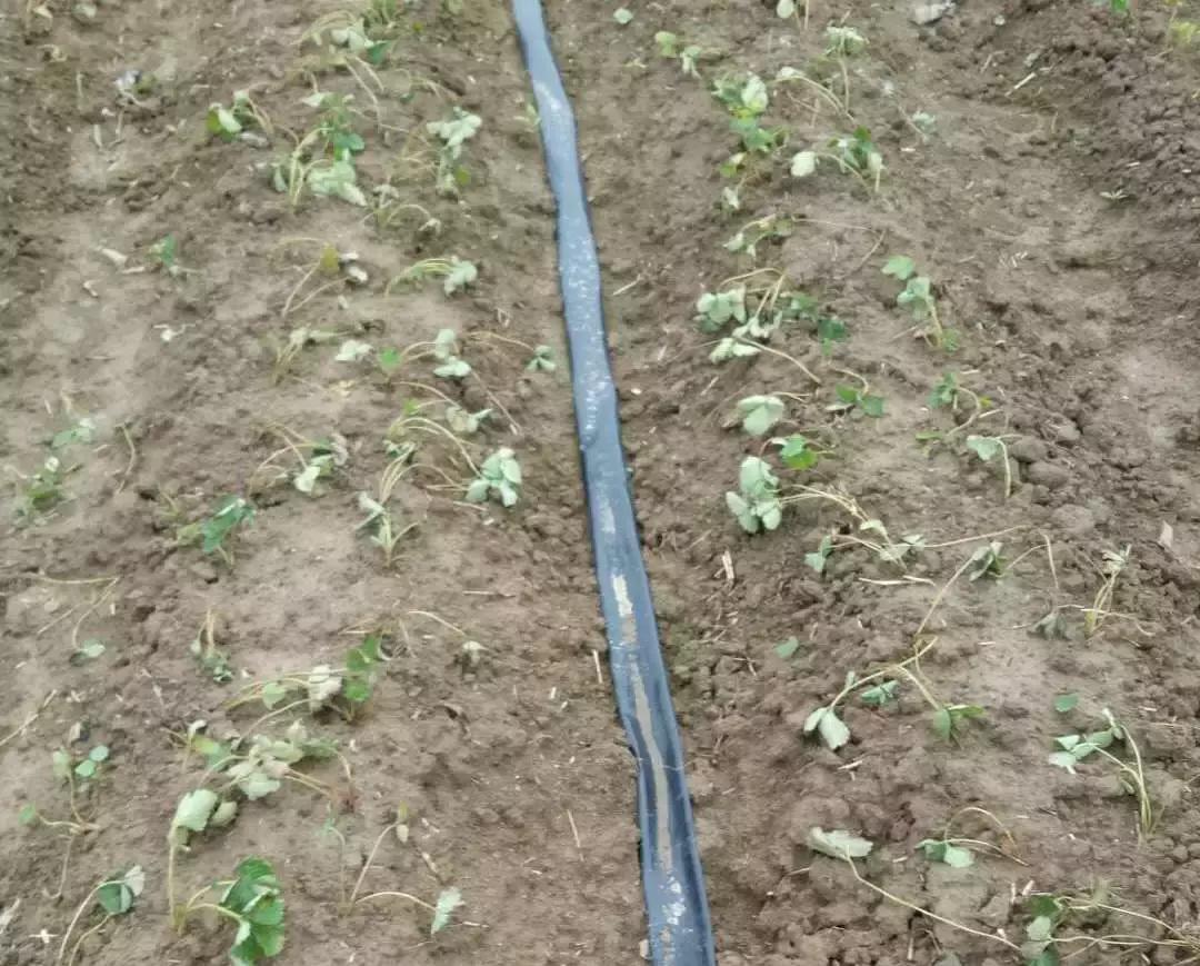 草莓苗突然萎蔫怎么解决,草莓苗栽后萎蔫