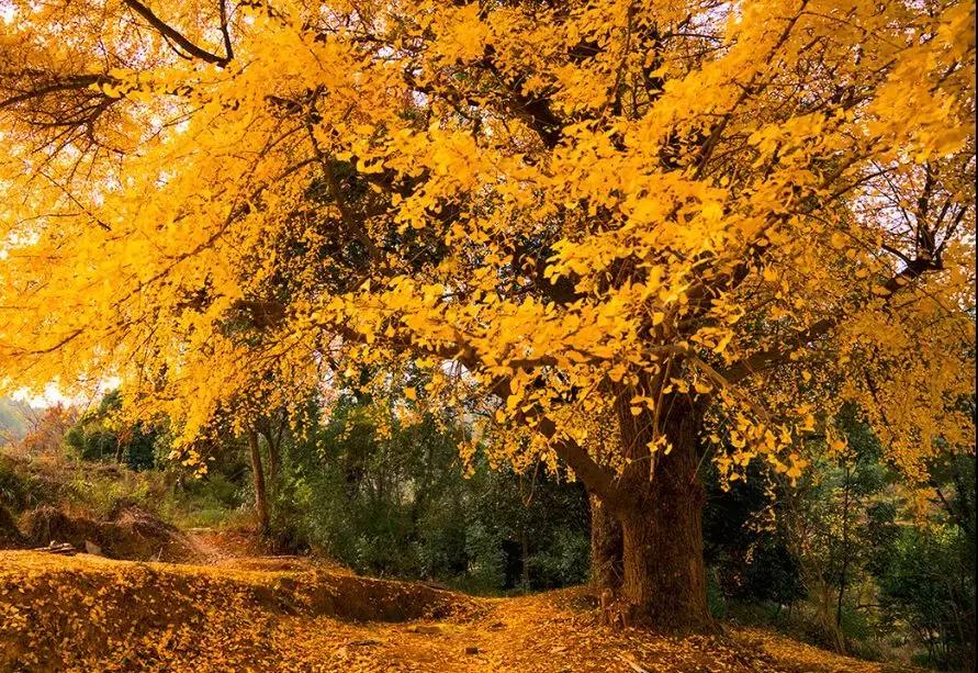 广东居然藏着一个神秘天坑,广东这座小镇藏着多少宝藏