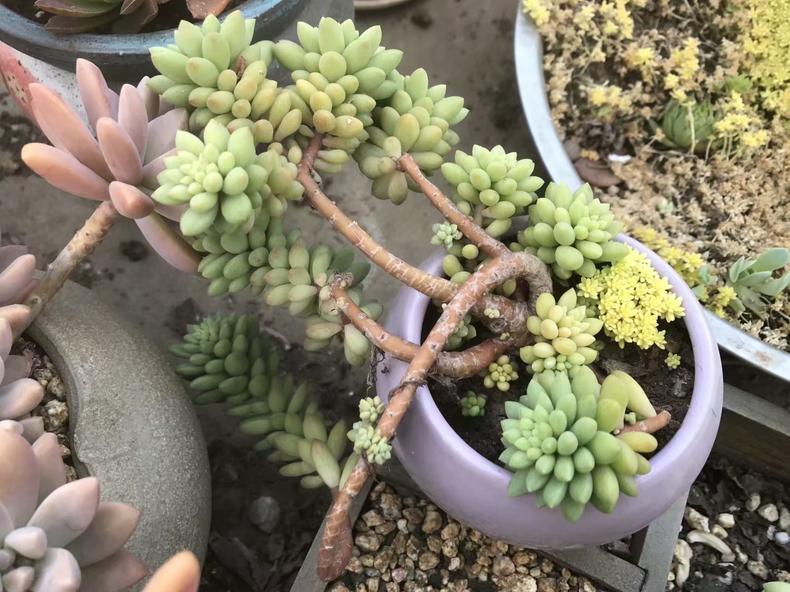 多肉叶子有斑,多肉叶子长斑是什么原因