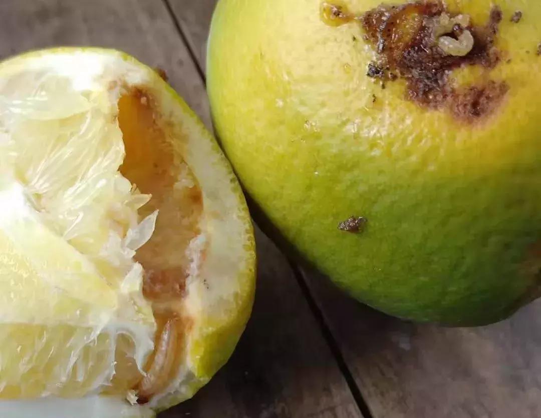 柑橘里面有虫子是怎么回事,柑橘果实有虫子