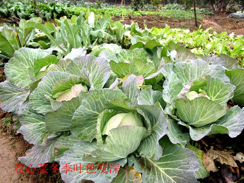 蔬菜档案甘蓝类,甘蓝蔬菜档案介绍