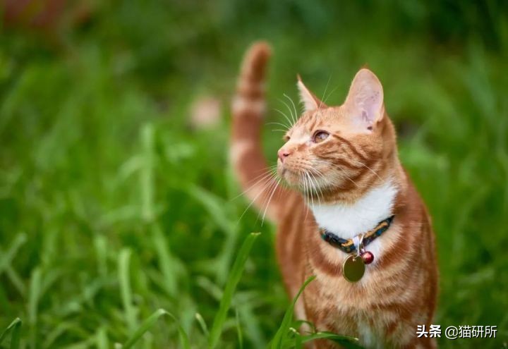 猫咪项圈对猫咪有危害吗,猫项圈给猫咪带来的危害