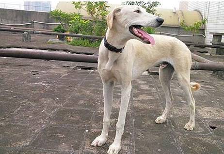 怎么养细犬,为什么越来越多人养中国细犬