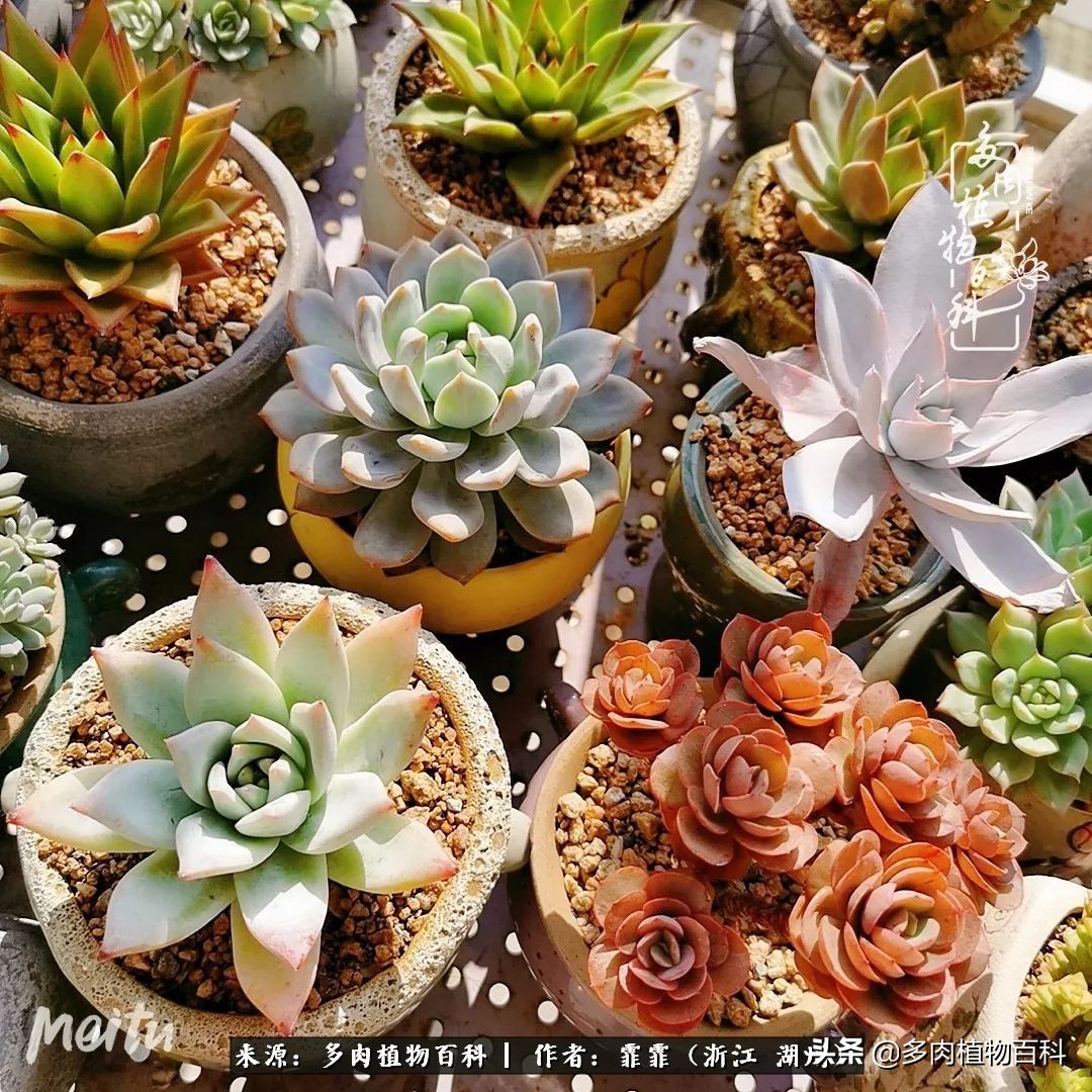 包邮区多肉度夏养护心得,阳台党养多肉怎么度夏