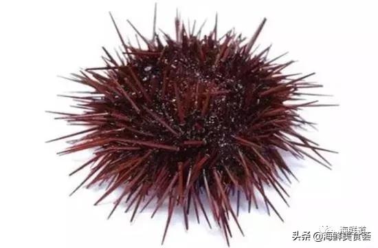 好吃不贵的海鲜种类有哪些,最好吃又最常见海鲜有几种