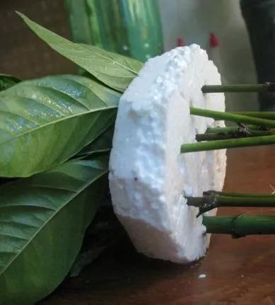 室内用塑料瓶扦插生根最快方法,瓶子装水养花