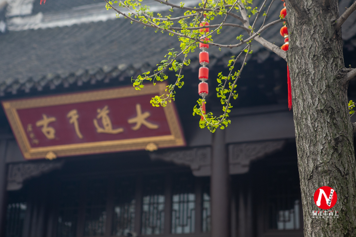 兴化看油菜花一日游,兴化千亩油菜花旅游