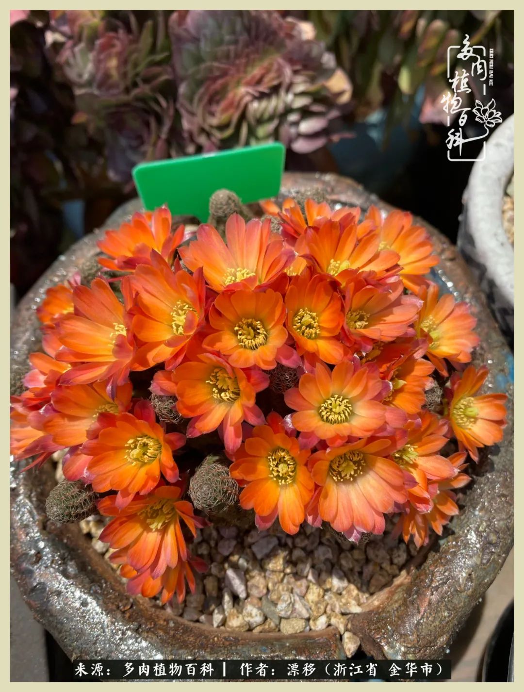 仙人球开花并散发着香味,仙人球花盛开吐露芬芳