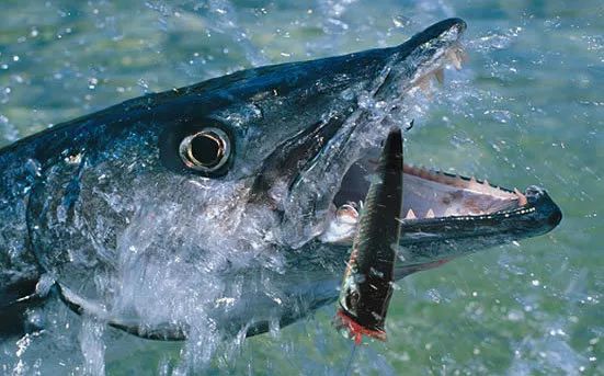 路亚钓的五种小技巧分析,钓翘嘴路亚假饵怎么选