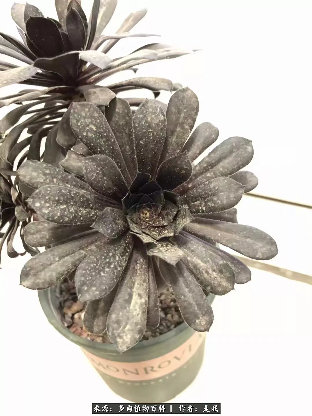 偶遇多肉的感言,偶遇山中多肉