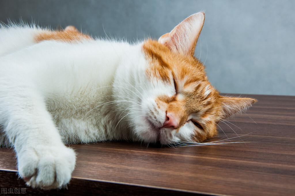 公猫对母猫专一吗,公猫对母猫求爱是什么原因