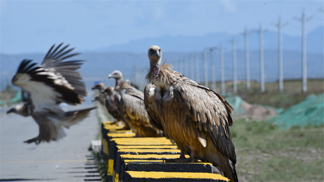 青海泽库公路现高山秃鹫，形象凶狠声誉差，却对伴侣忠贞不二