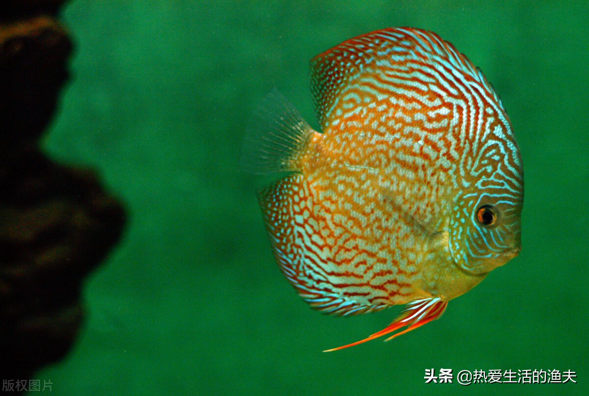 不用经常换水的观赏鱼鱼缸哪个好,热带观赏鱼鱼缸换水正确方法