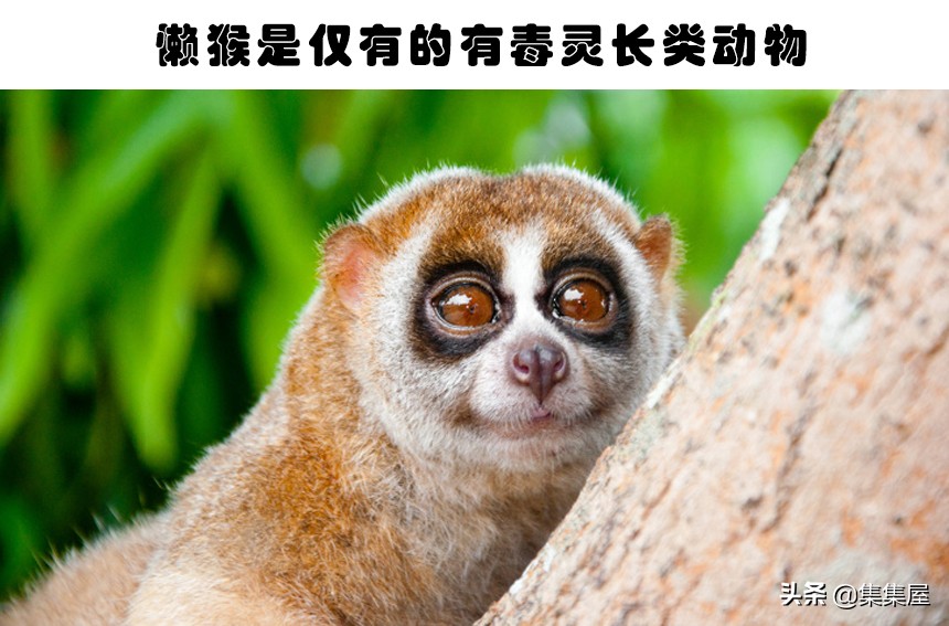 学习动物的基本知识,关于动物的20个问题