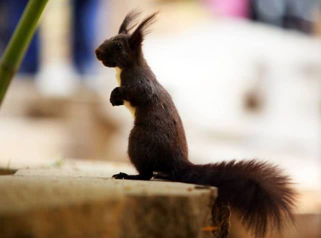 松鼠幼崽常见的疾病,魔王松鼠生病怎么处理