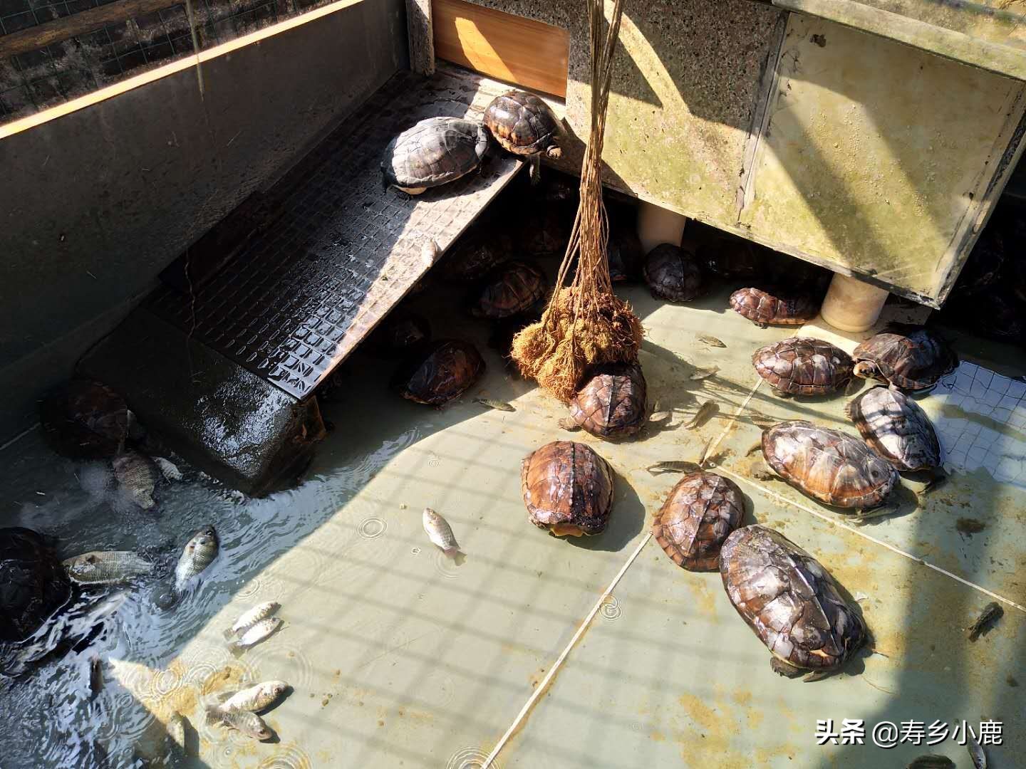 石金钱龟掉价视频,石金钱龟两斤值多少钱