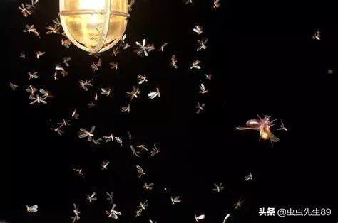 昆虫为什么会被灯吸引,吸引昆虫的灯光