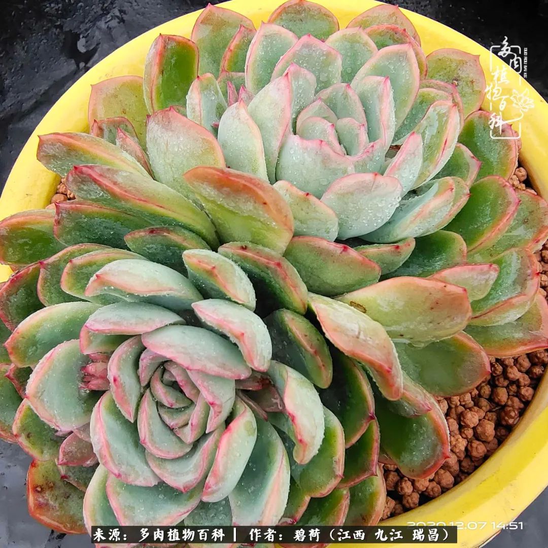 养了五年的多肉看到岁月的痕迹,经过一年春夏秋冬的轮回