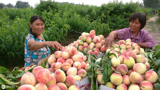 桃树流胶严重导致树死,桃树树干流胶病的治疗方法
