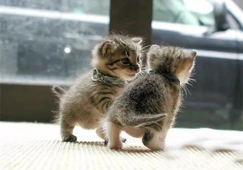 幼猫宠物怎么养,宠物幼猫饲养方法