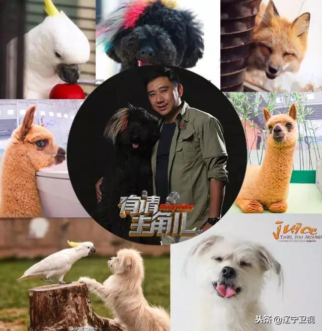 大型动物铲屎官,铲屎官为朕打下的江山猫咪