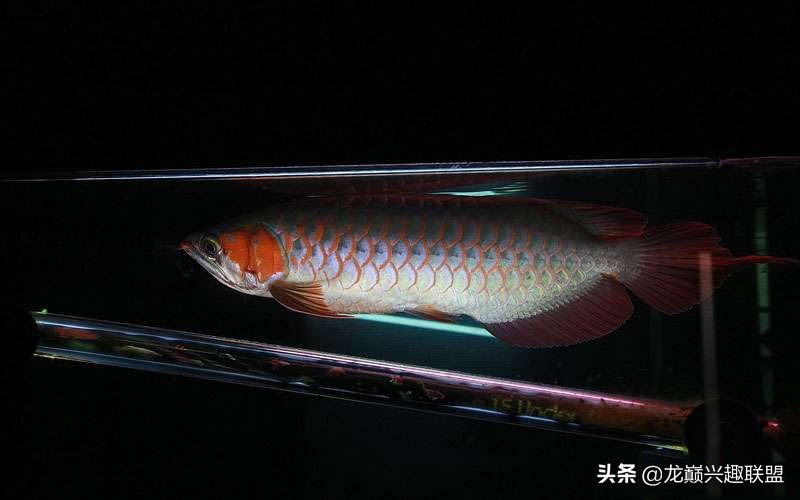 养龙鱼有什么讲究养几条,龙鱼养几条合适有什么讲究