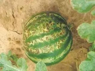 瓜类病害治疗药,瓜类主要病害有哪五条