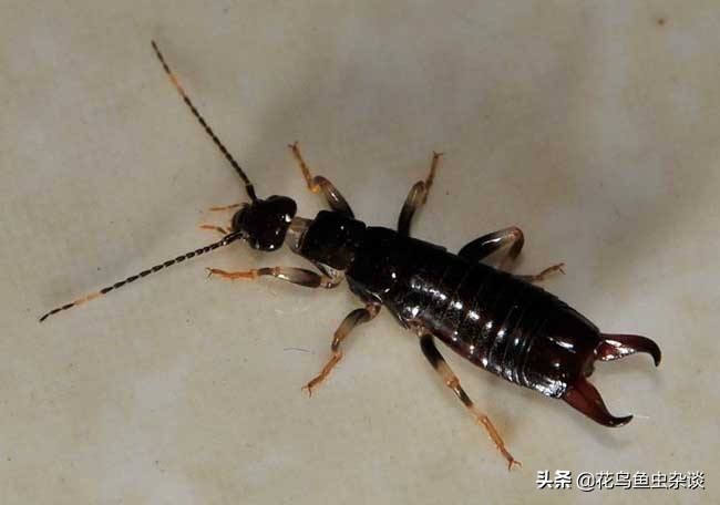 狗狗吃虫子会变傻吗,狗狗吃了很可怕的虫子