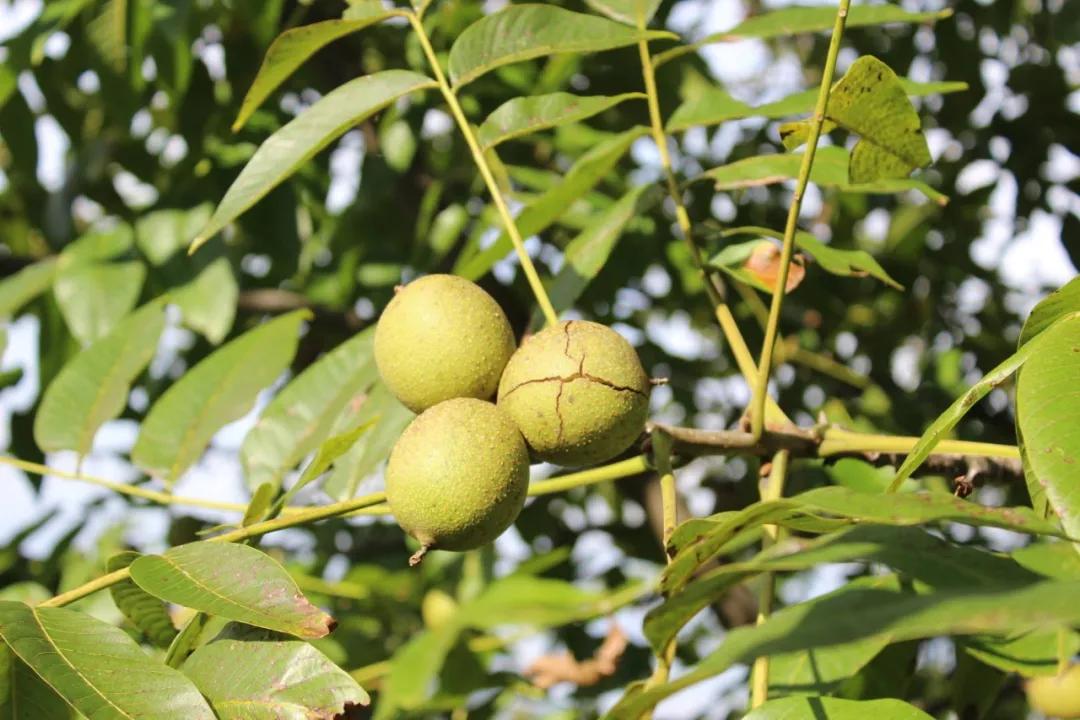 爬20米高用竹竿打下的这口“老树鲜核桃”，脆嫩鲜甜，别处买不到