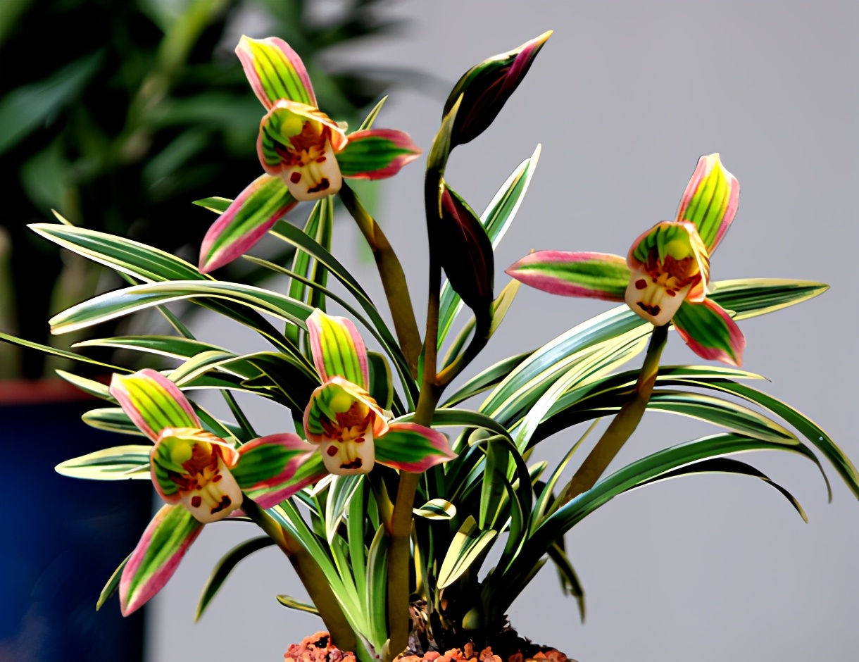 帝王妃兰花是珍稀品种吗,帝王妃兰花喜阴还是喜阳