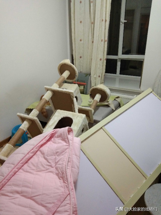 你这样的白橘猫,叫我怎能不爱?