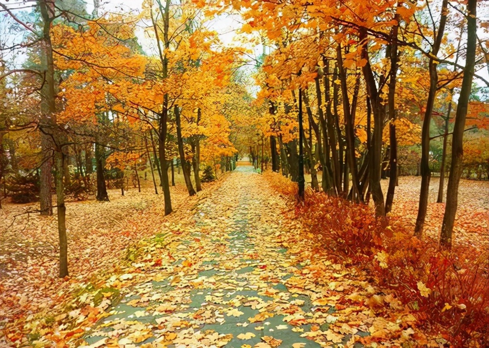 金振口服液可以用啥代替,金振口服液到底该怎么用