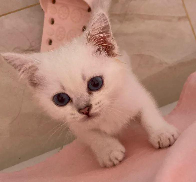 在网上买猫靠谱吗,网上买猫100元以内