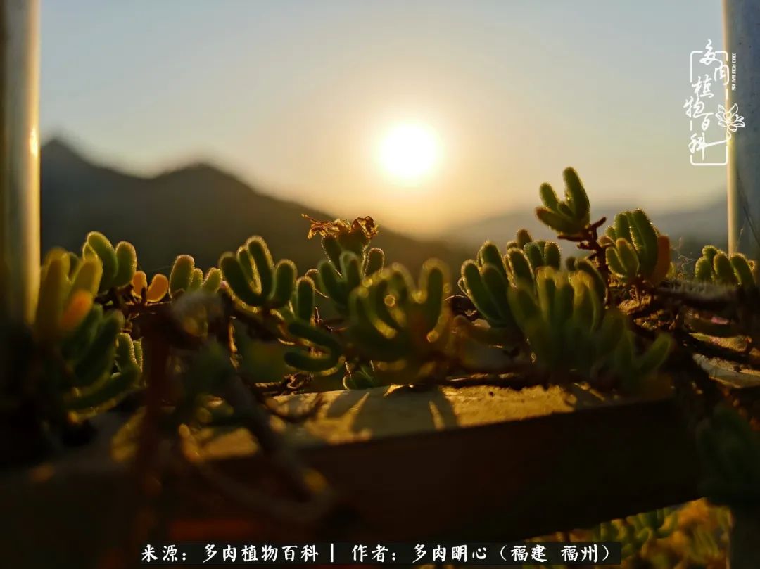 唯美雅致意境飘逸的多肉,蝶舞悠然多肉视频