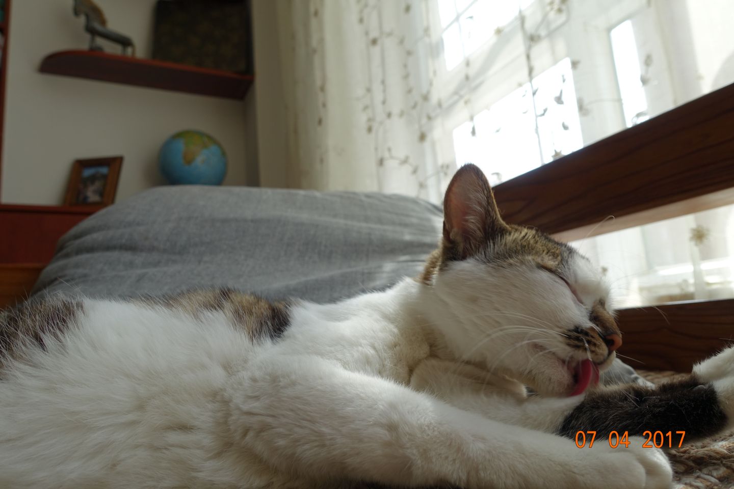 出差可以让猫自己待在家吗,出差一周猫在家怎么办