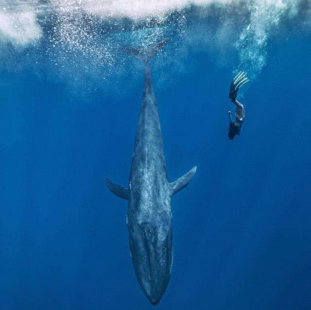 海中最大的鱼有多重,体型最大的鱼是鲸鱼吗