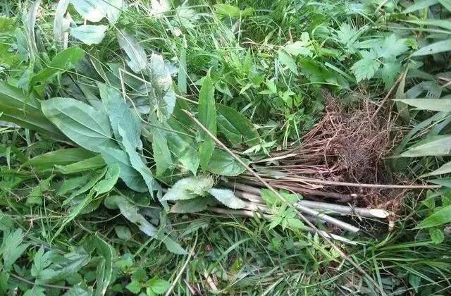 告知:农村一种奇特野草,羊吃了会发情,为什么农民常用来泡酒?