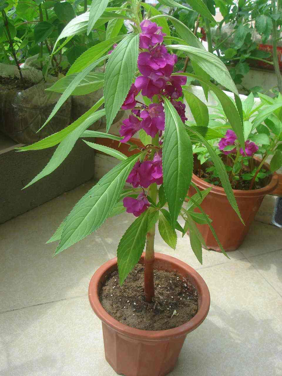 什么植物花能染白头发,纯植物什么花可以染发