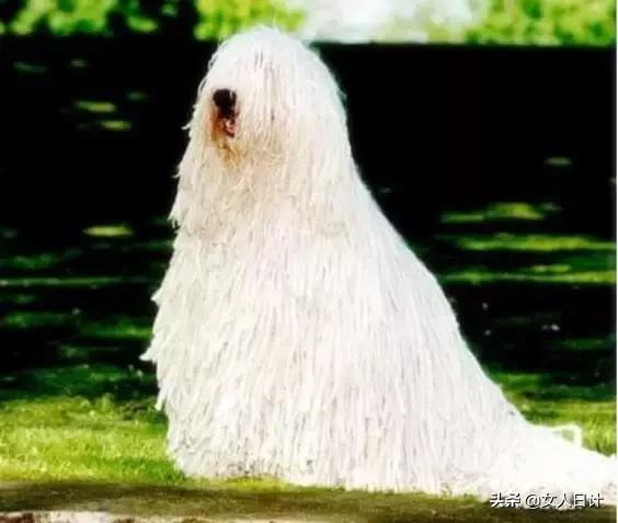 致命的60种动物,这100种动物你都认识吗