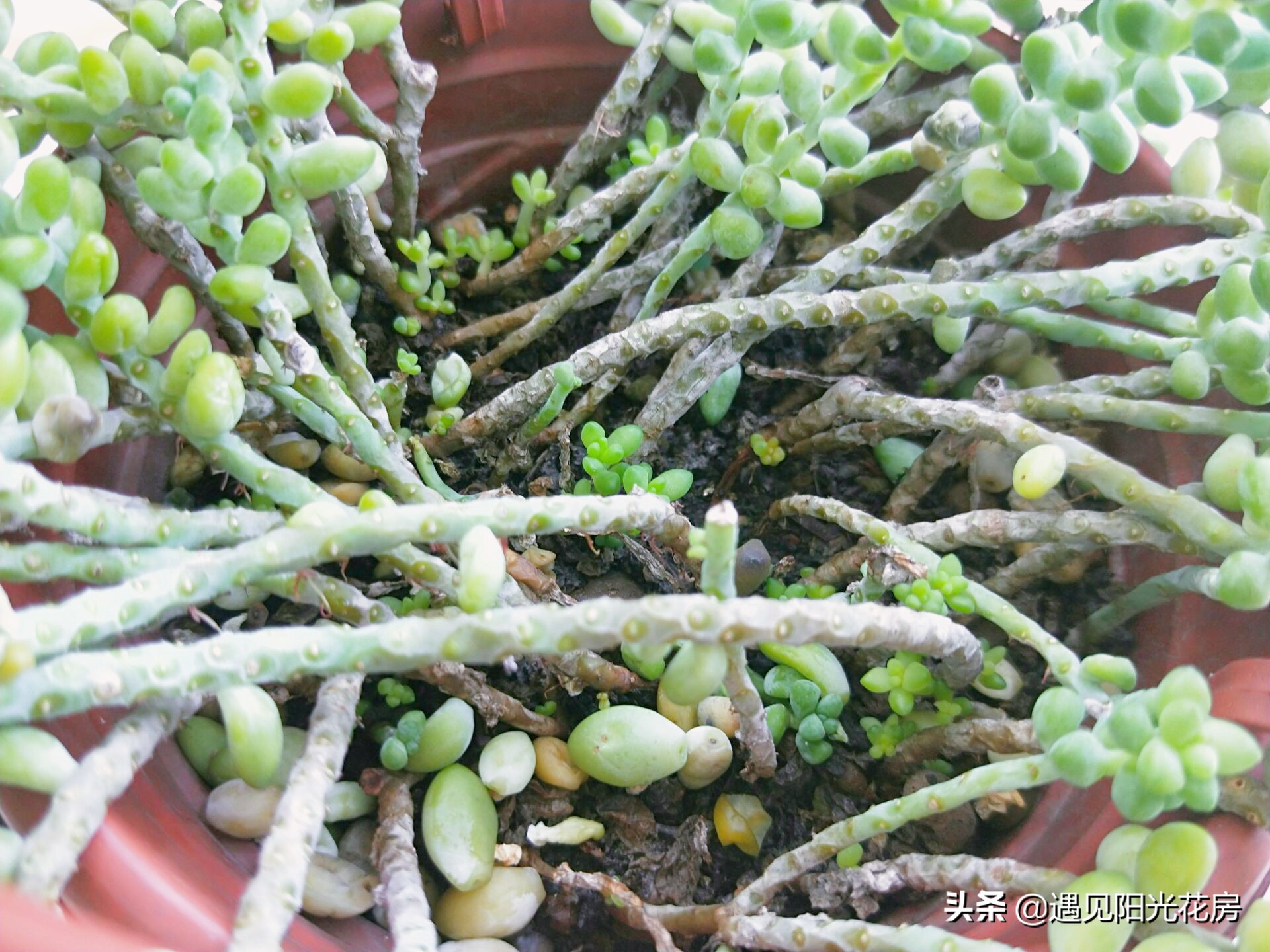 蓝宝石葡萄为什么掉花落果,新玉缀发黄掉叶怎么办