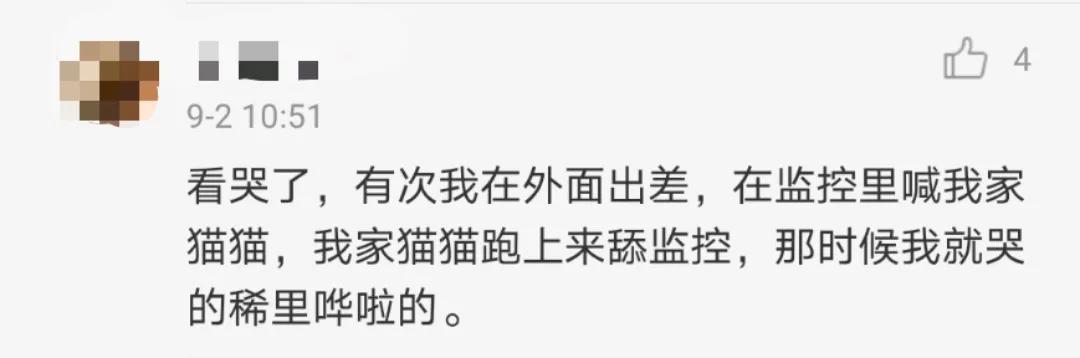 “因为一句话，我家猫在监控前守了一夜，彻夜未眠”