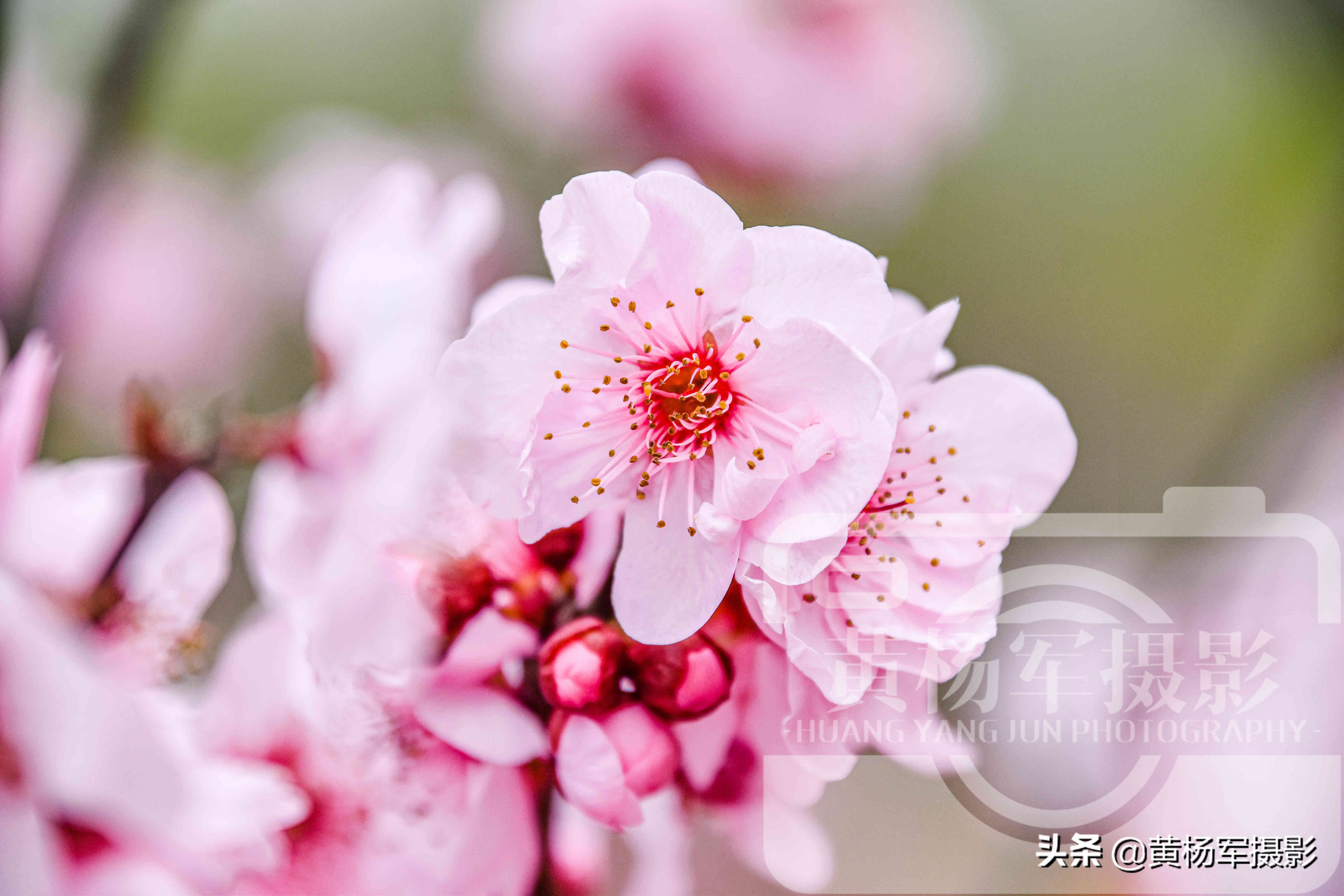 美丽的腊梅梅花,雪天赏梅娇艳的梅花