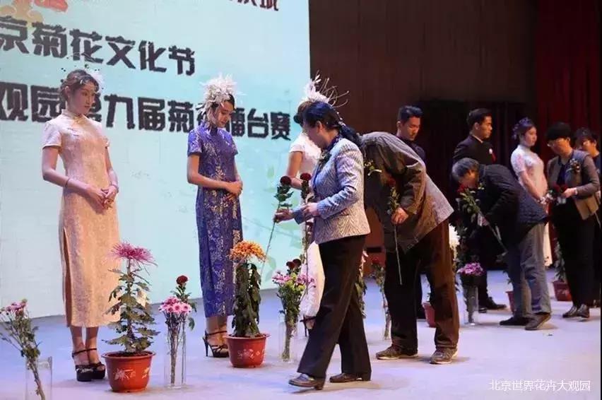 最美的菊花品种大全及价格,世界上最美的八十种菊花大全